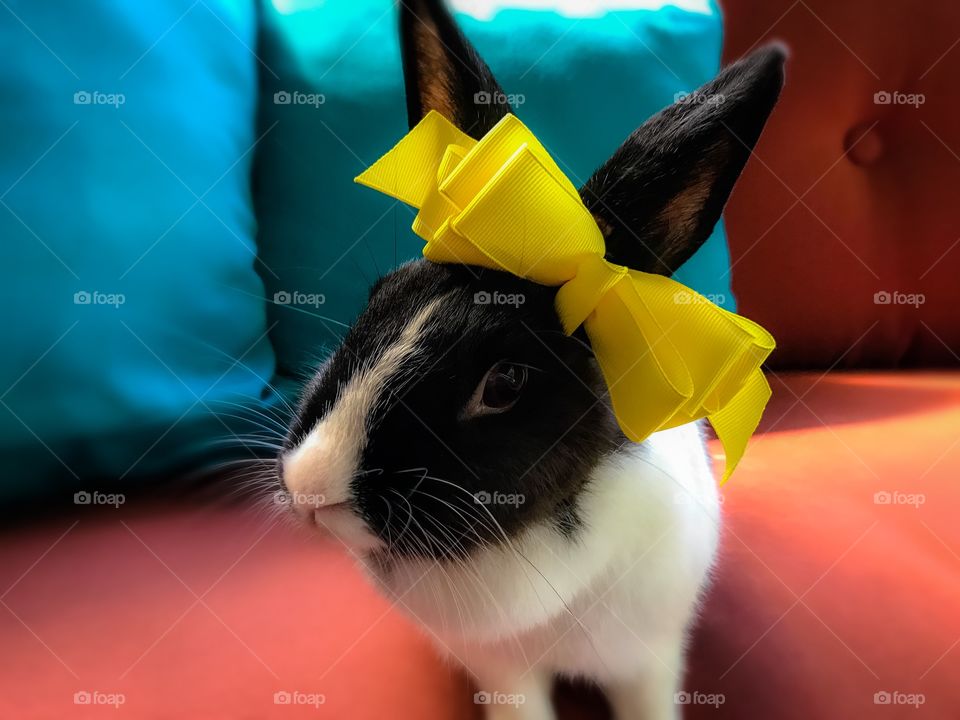 Cute bunny, big bow