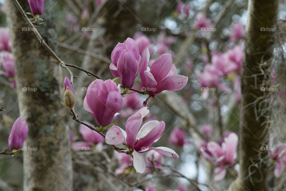Magnolia Magnificent 