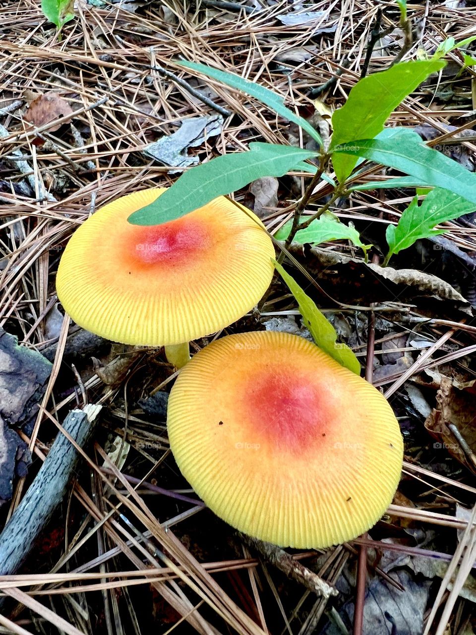 Amanita jacksonii mushrooms pushing up from the forest floor. They’re surrounded by pine needles and green leaves