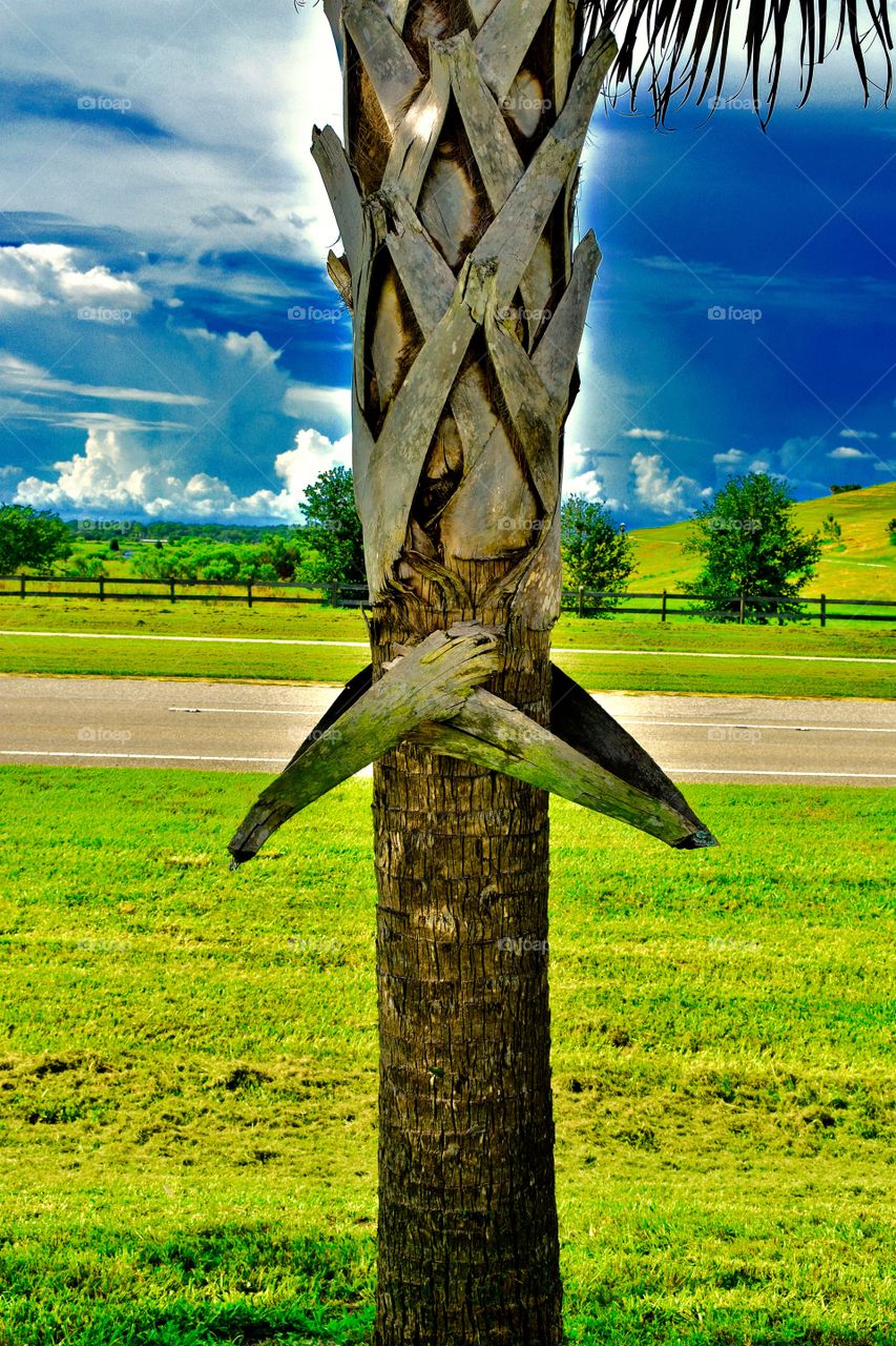 Tree with folded arms