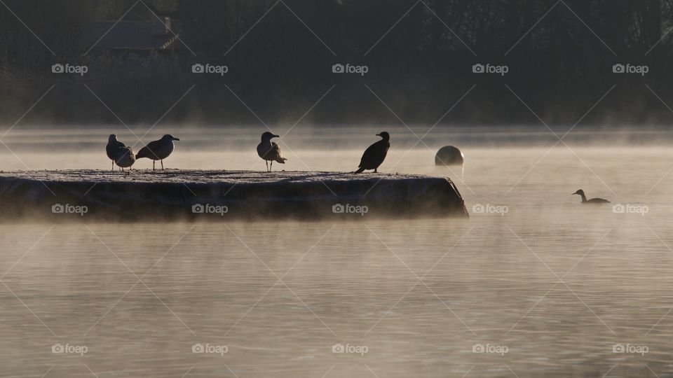 Wild birds on misty lake