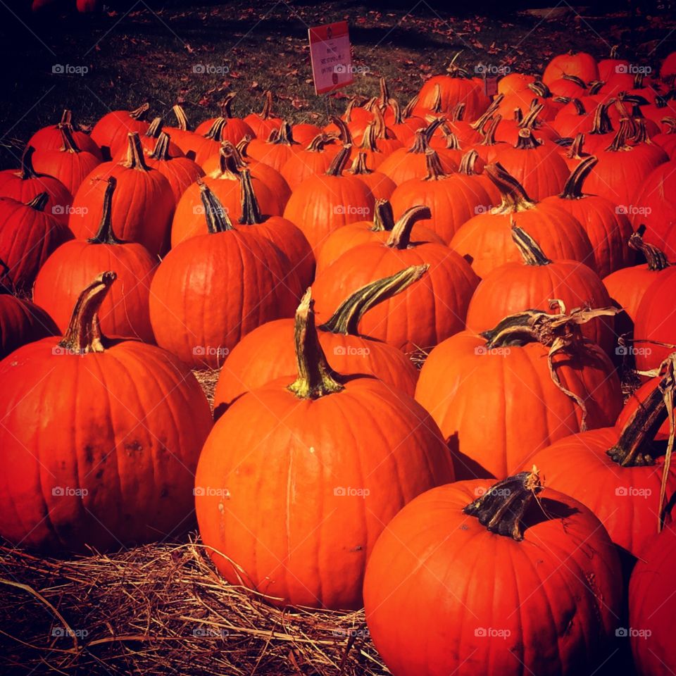 Pumpkins at Russell Orchards in Ipswich