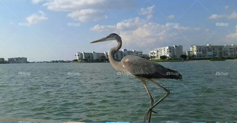 Birds of Florida