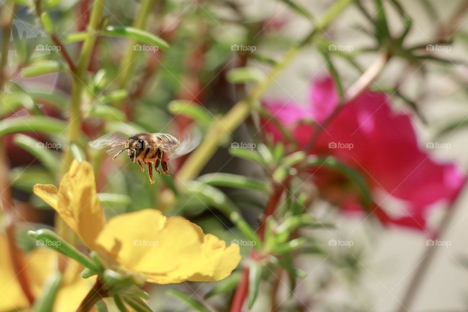 Bee collecting pollen from flower 