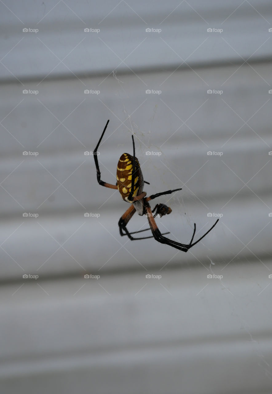 Yellow Garden Spider Eating a Fly