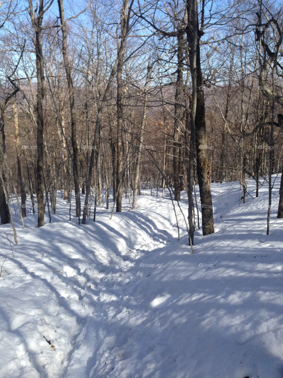 Winter, Snow, Cold, Frost, Wood