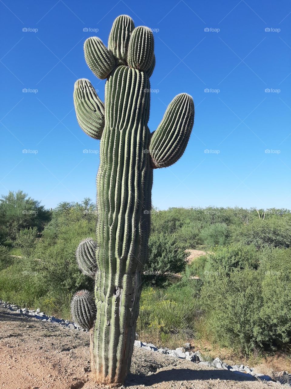 Saguaro with a blue sky