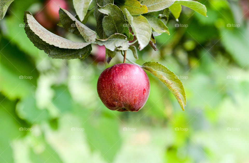 Close-up of a red apple hanging from a tree