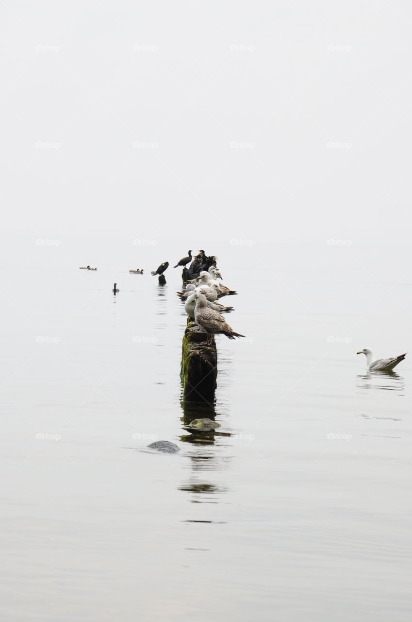 foggy day and seabirds