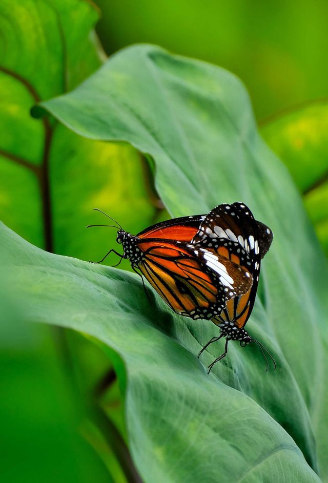 Common tiger butterfly