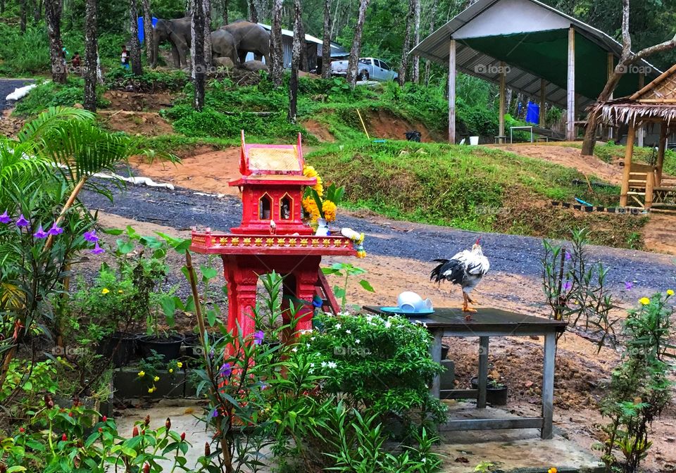 Elephant sanctuary in Phuket, Thailand rooster in picture