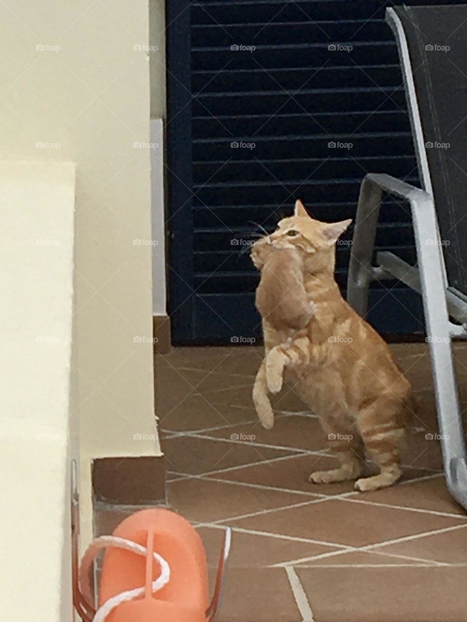 Mother cat ready to jump with one kitten in her mouth