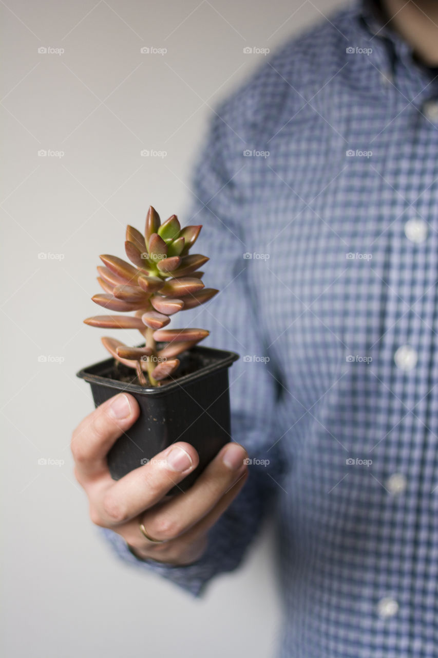 Faceless close-up of male hands of a hipster in a shirt in a cage are holding a succulent plant.  Concept: house plants home decor