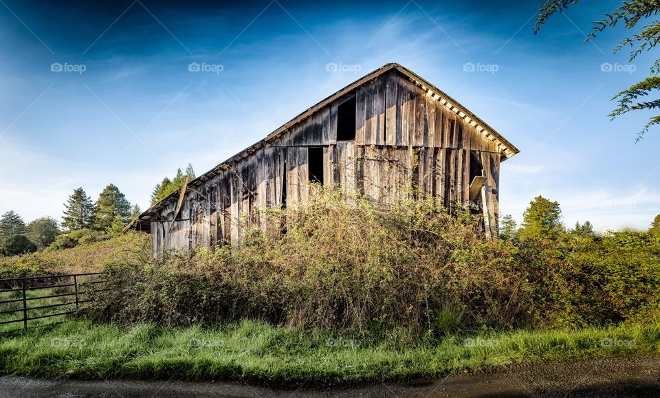 Old cabin in woods