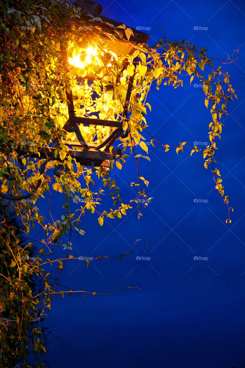 one streetlight in the night full of plants