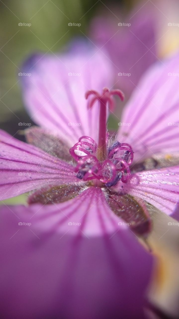 flower closeup