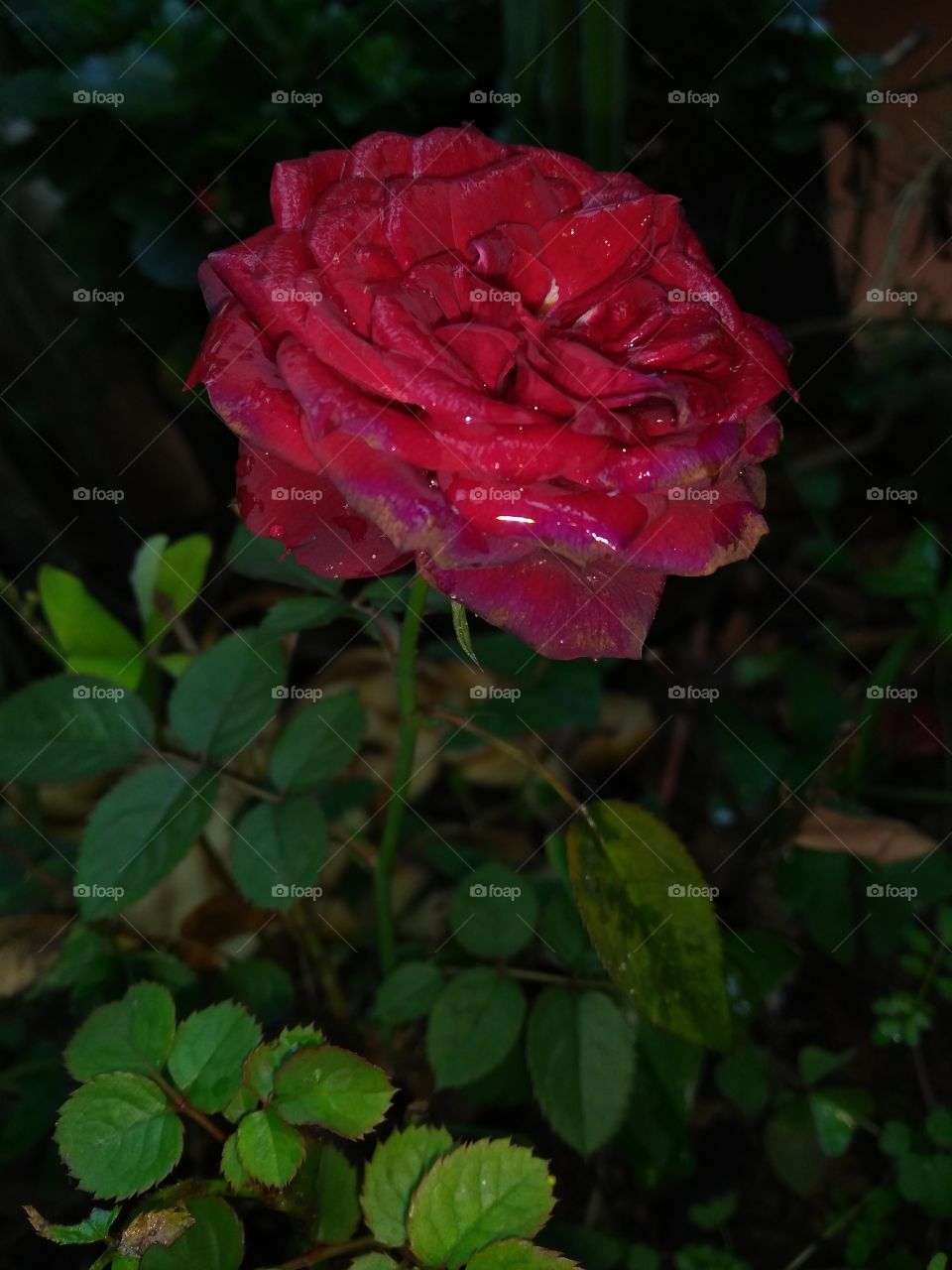 Litle rose.../Pequena rosa