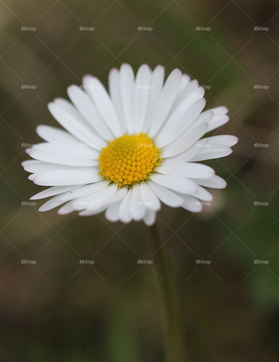 Daisy