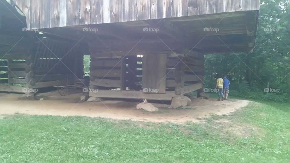 Pigglett standing on a rock in front of the cantilever Barn Cades Cove Tennessee