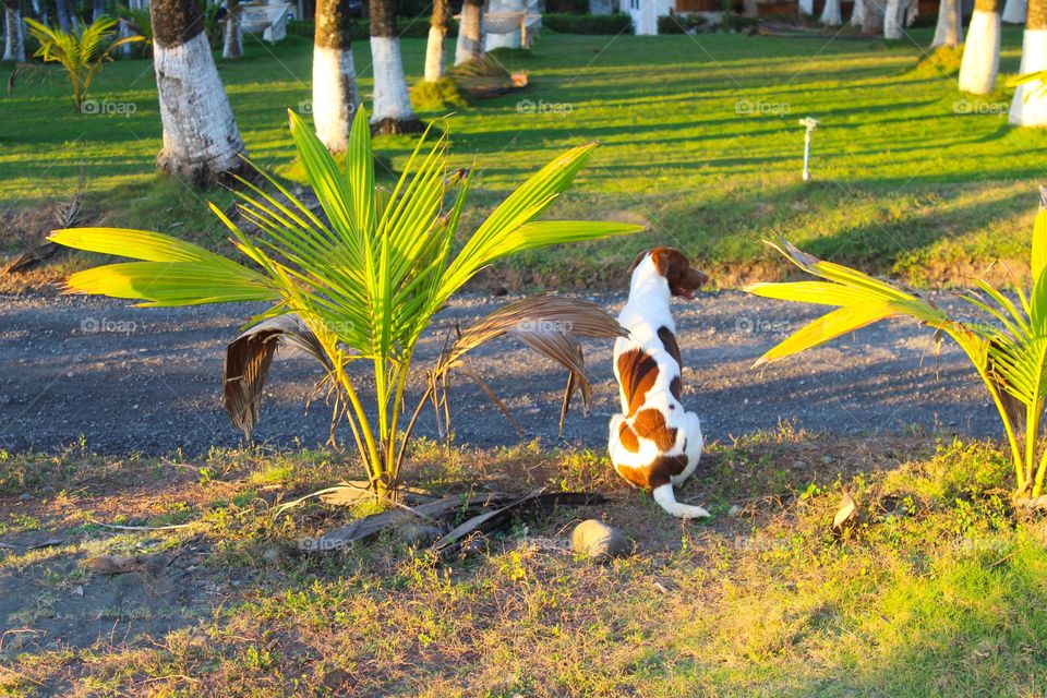 A brown-white dog sits next to a dirt road in a tropical setting