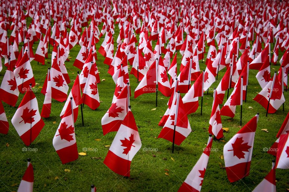 Canadian flags on a field: remembrance day