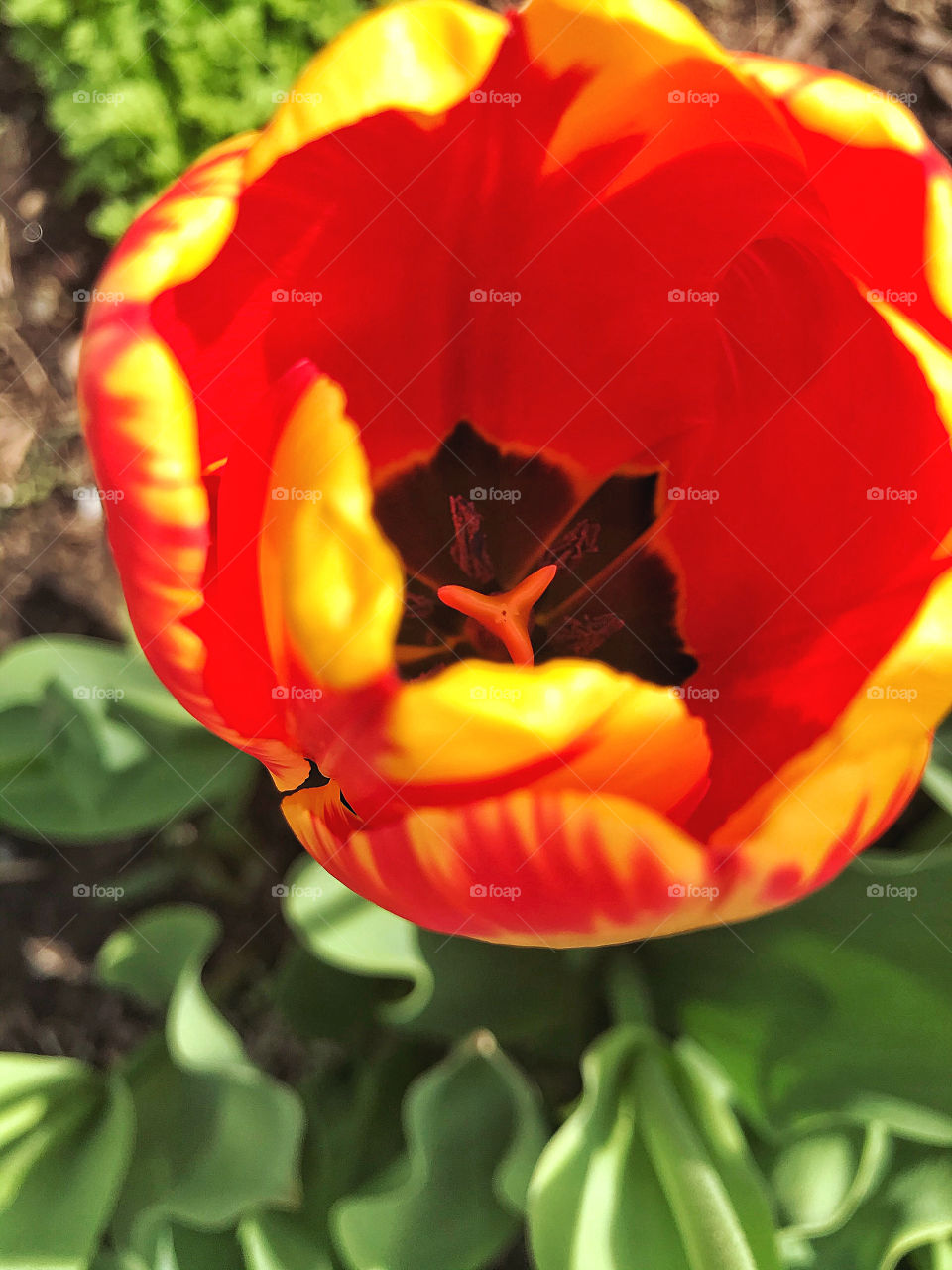 Tulip in my mums garden