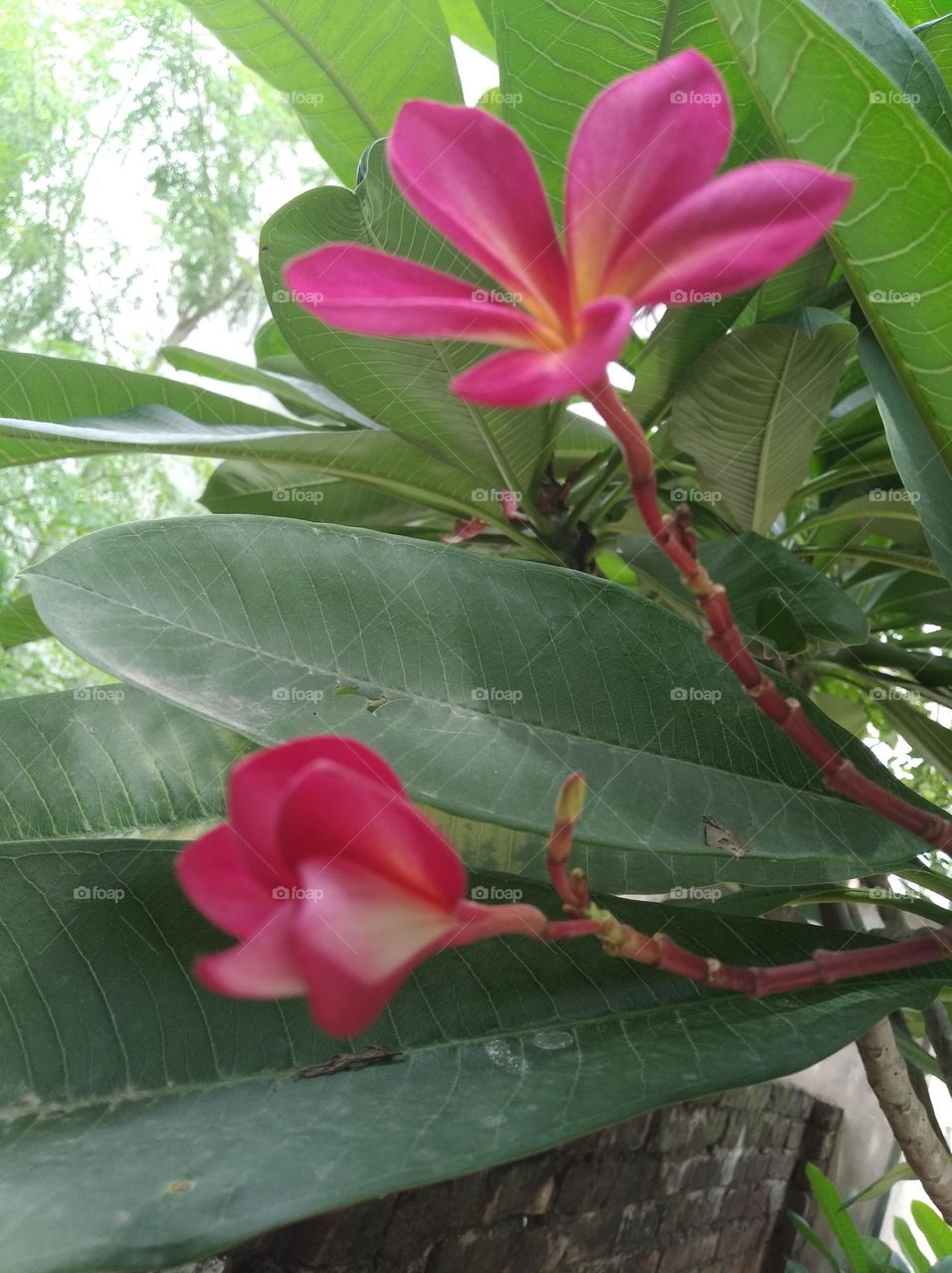 red flower seasonal fresh shurb small size looks very beautiful generally found everywhere