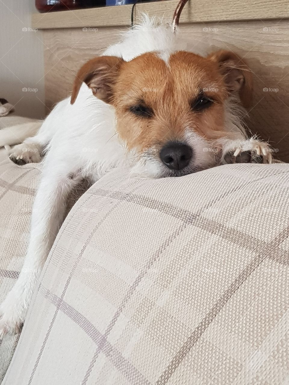 small terrier lazing on sofa