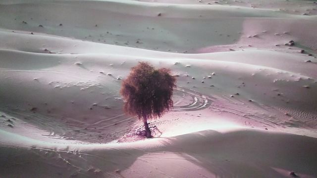 solitario