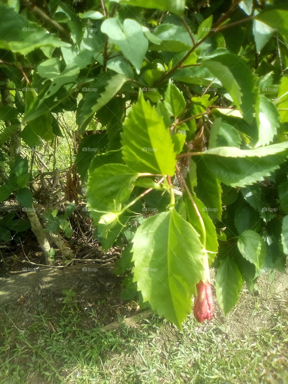 the most wonderful things that god as ever made just truly look a this beautiful plant how beautiful it is.