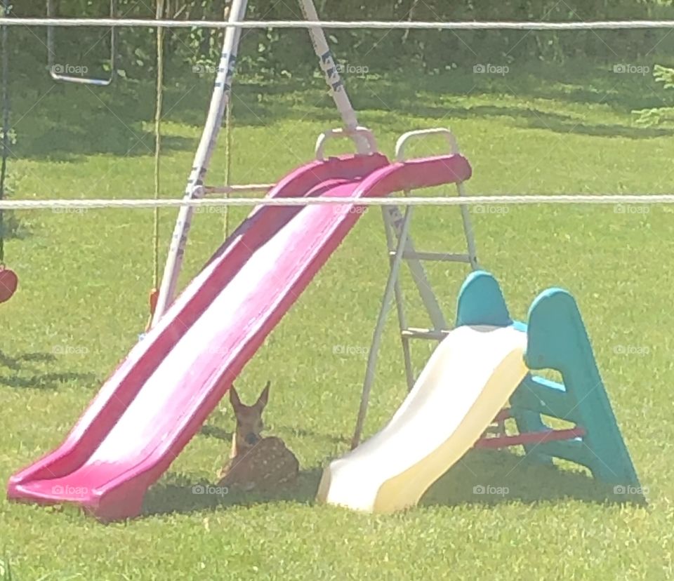 Baby deer under the slide this morning
