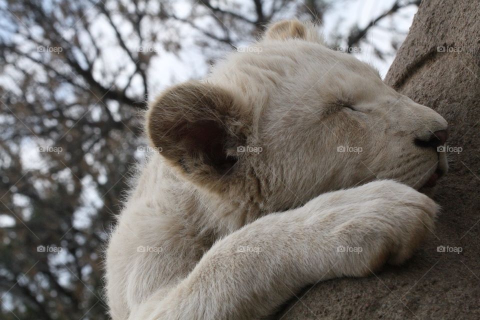 White Lion Cub