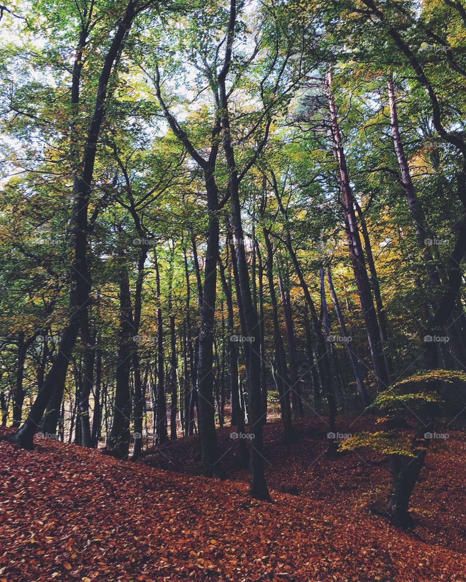 Scenic view of trees in forest during autumn