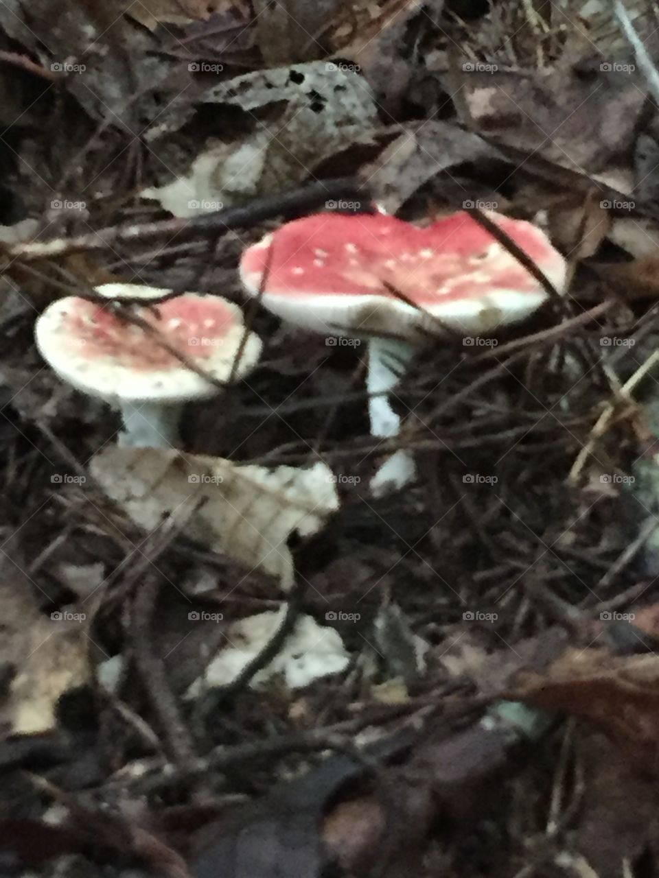 Red and white mushrooms in the woods