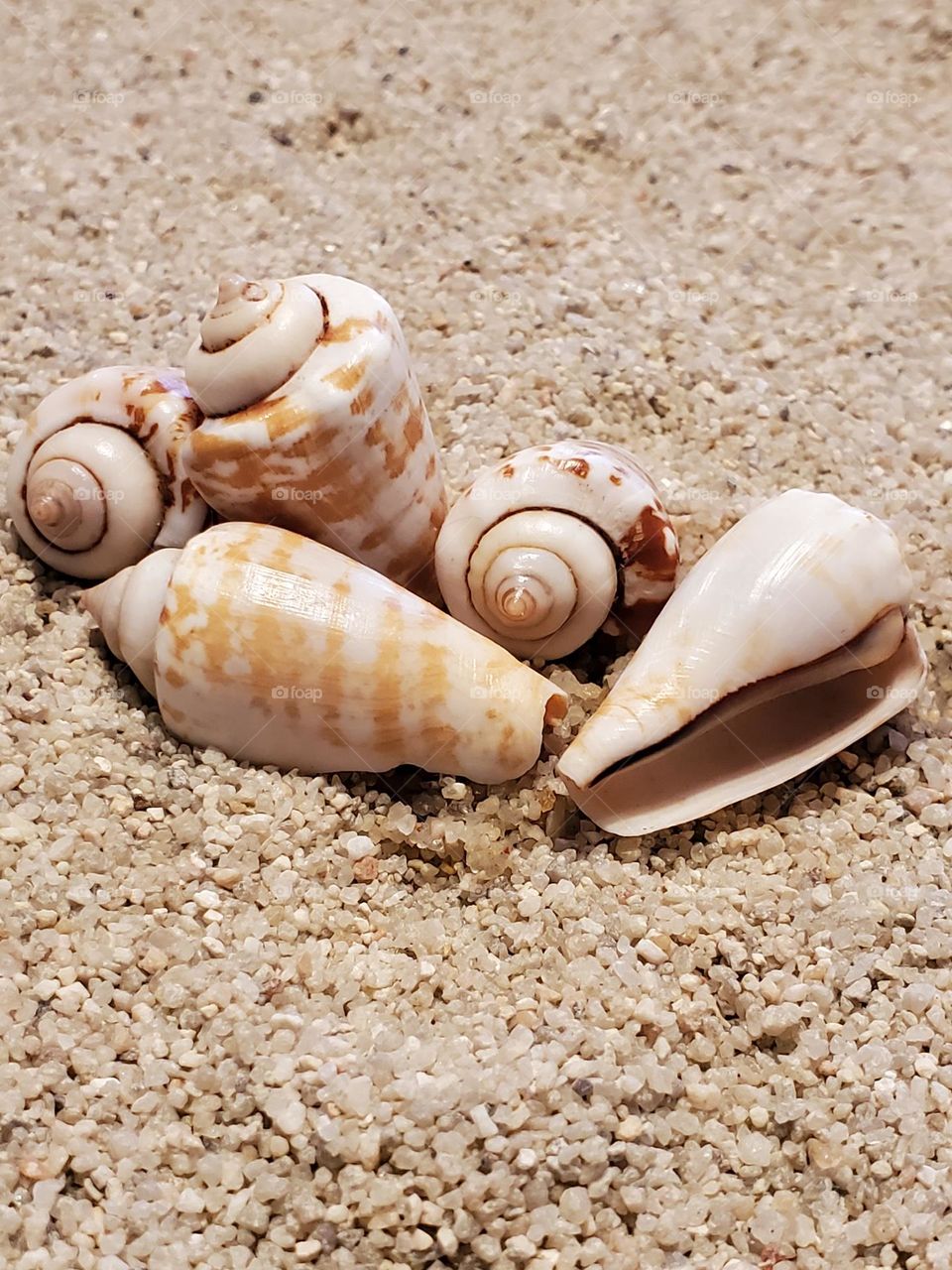 Florida Cone Shells on the Sand