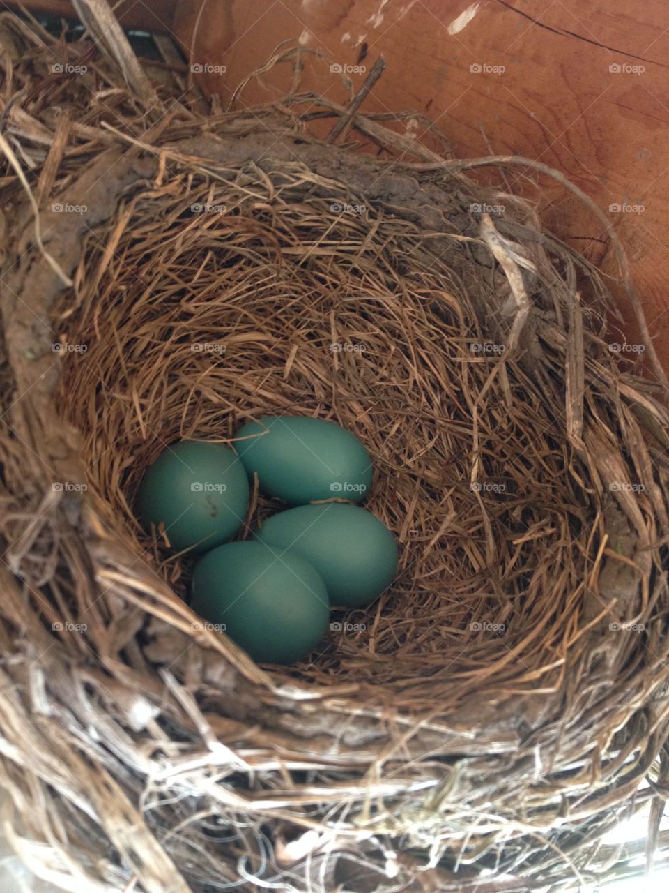Robin's eggs nesting.
