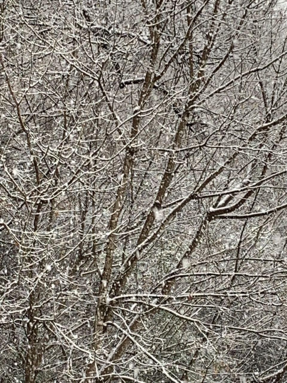 Snow in woods