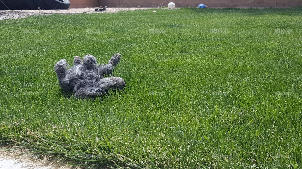 Dog in grass