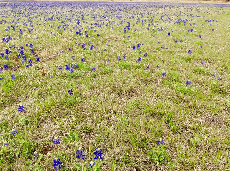 First Bluebonnets sighting of the season! (Texas State Flower)