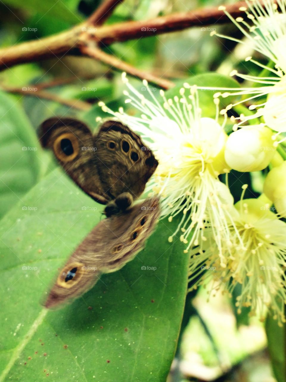 butterfly on flower