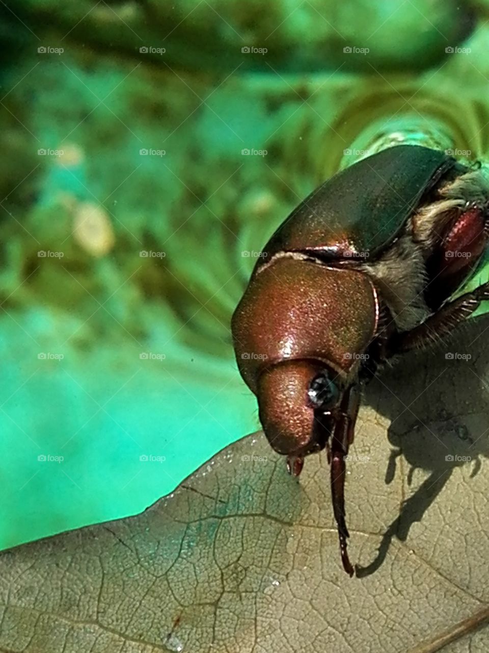 Golden beetle on water