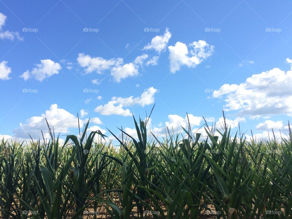 Corn field and sky