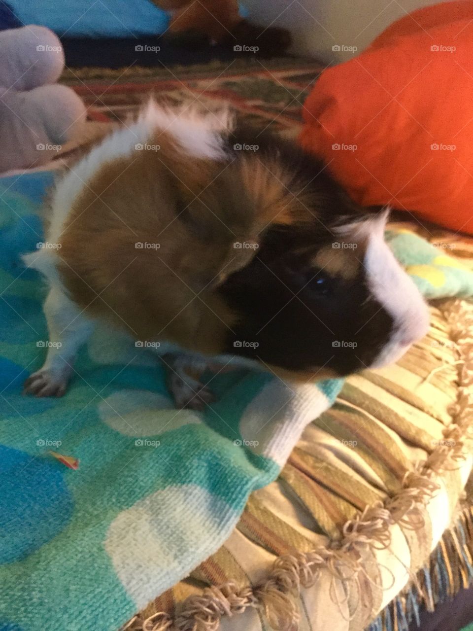 Cozy Guinea pig loves his blanket 