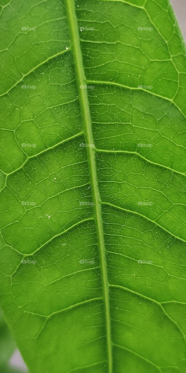 The money tree (Pachira Aquatica). Here is closer look of it's leaf.