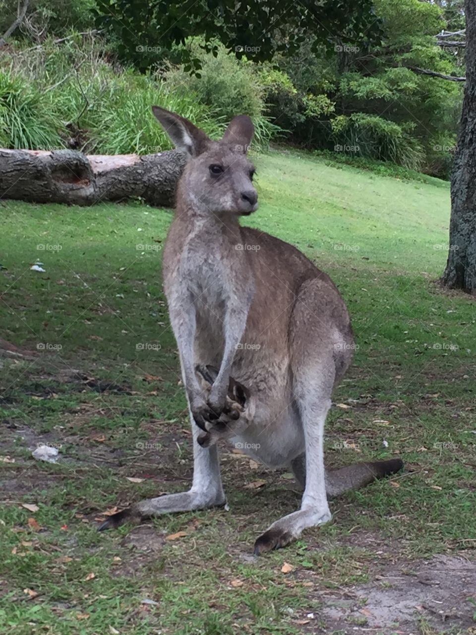 Baby kangaroo with mum 