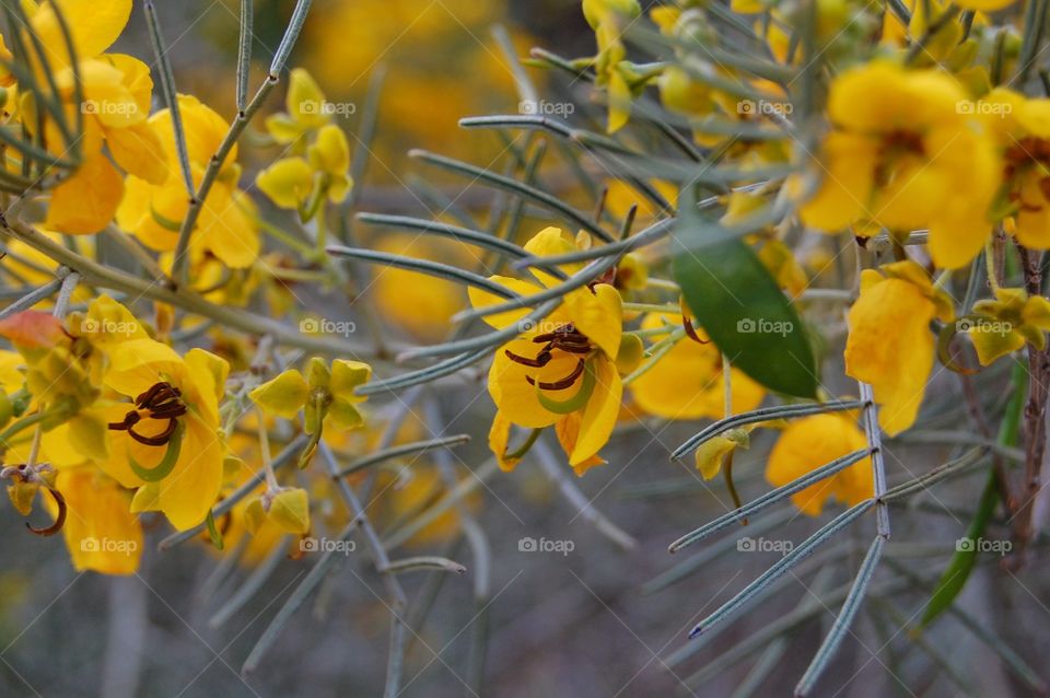 Clase-up of a yellow flowers in a garden 