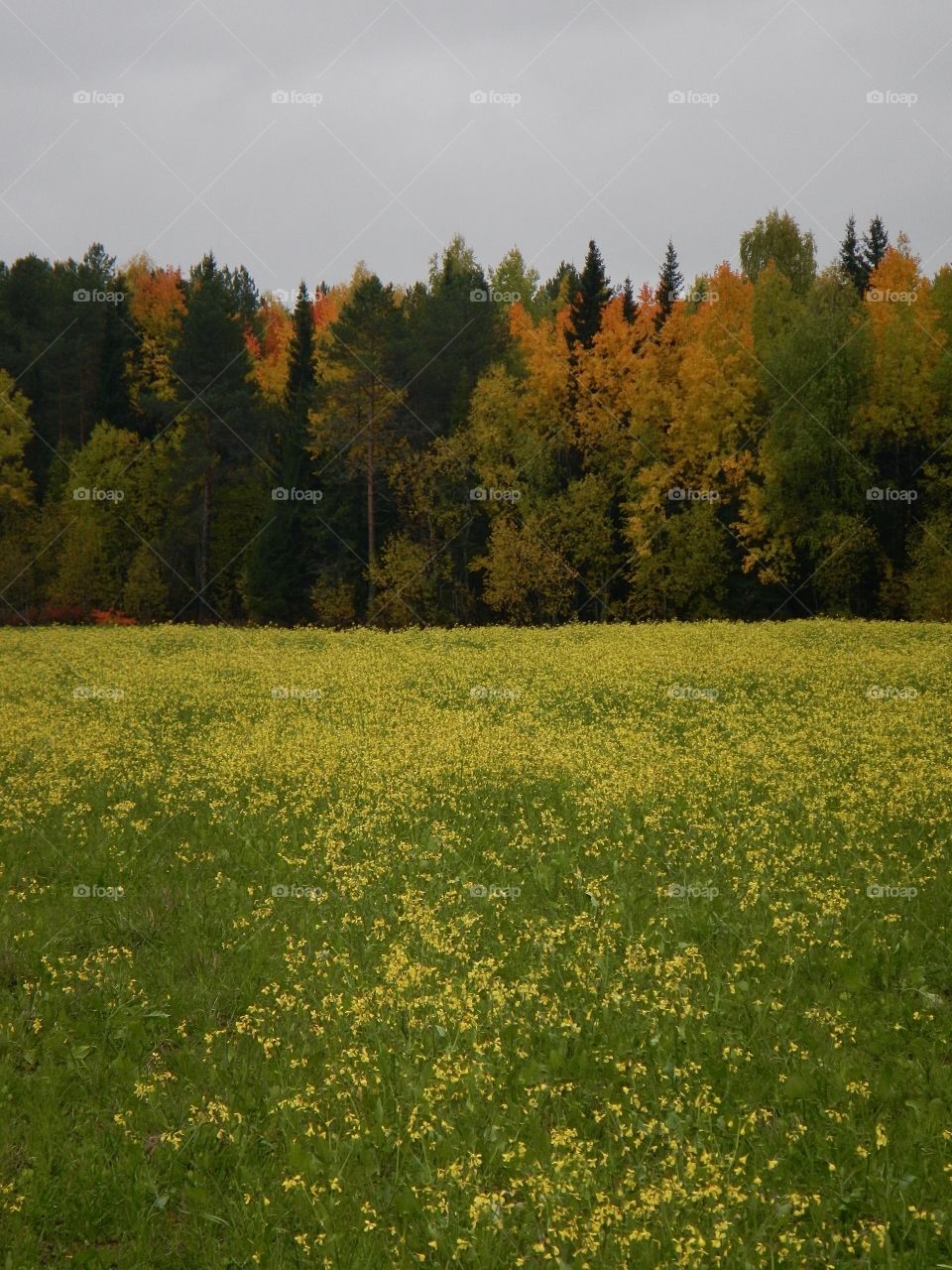 Autumn forest and yellow field