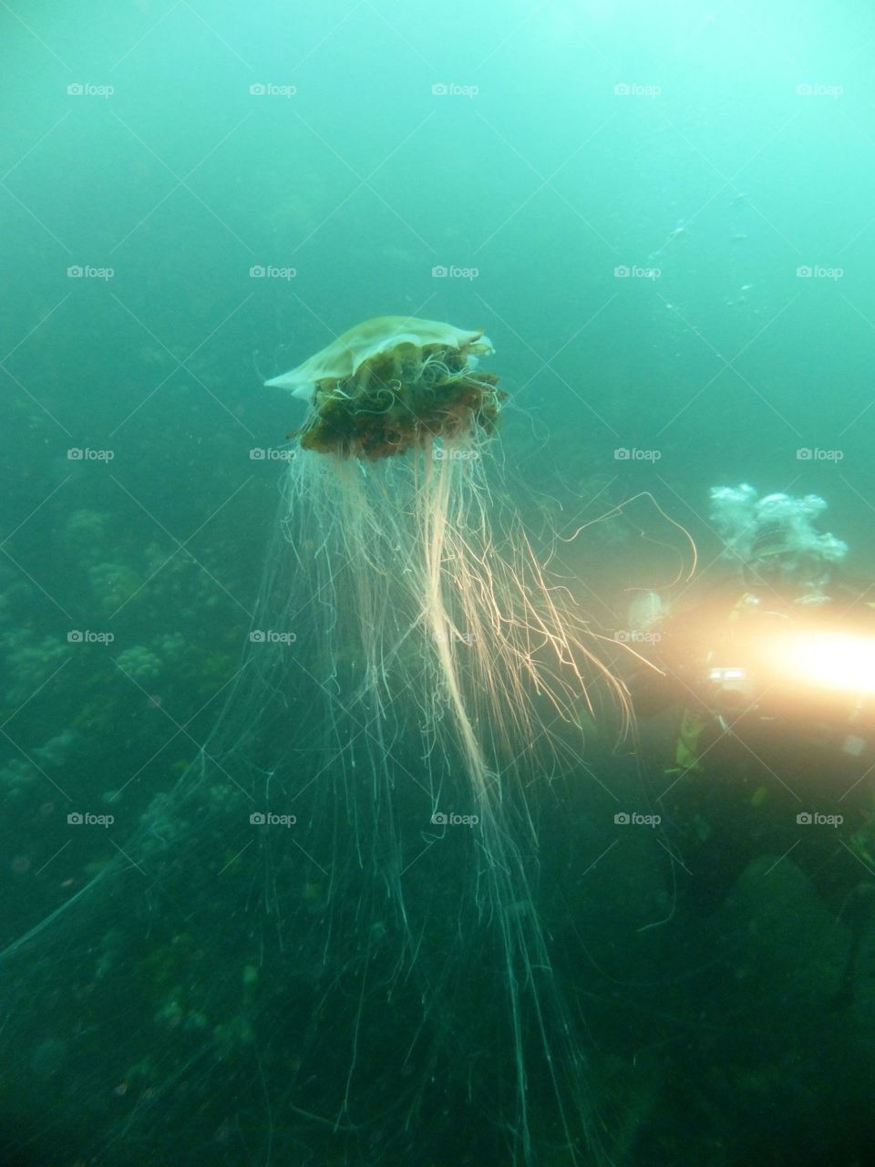 Lion's Mane Jellyfish