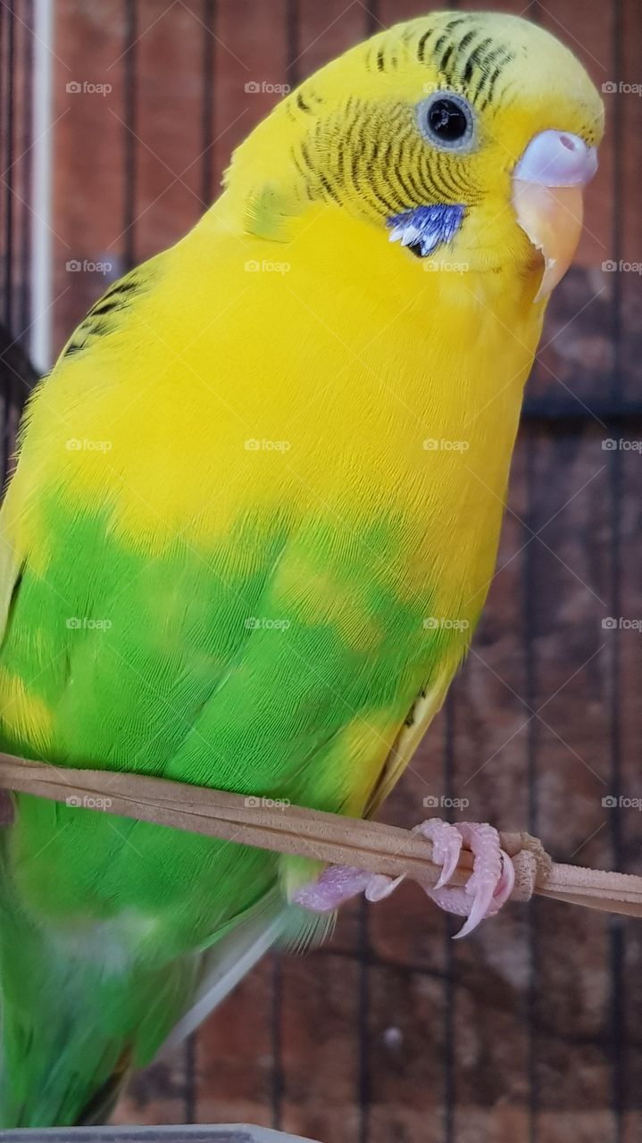 Lovely  parakeet bird with yellow and green color