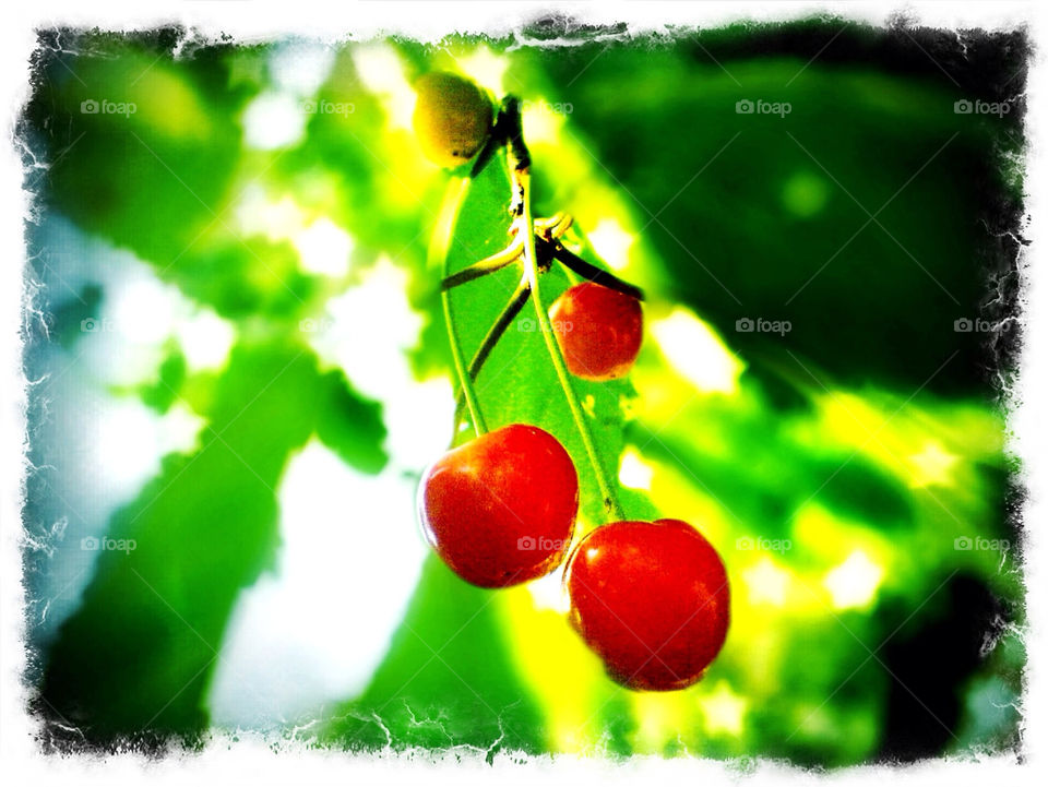 poland green love red berry by sameerthapa